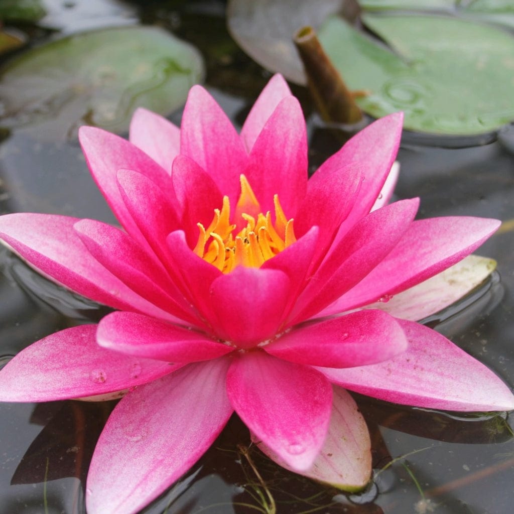 Red Water Lily | Nymphaea Attraction - Roots Plants