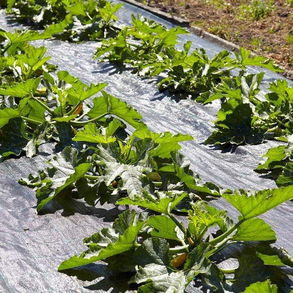 3 Organic 'Green Bush' Courgette Plants Vegetables