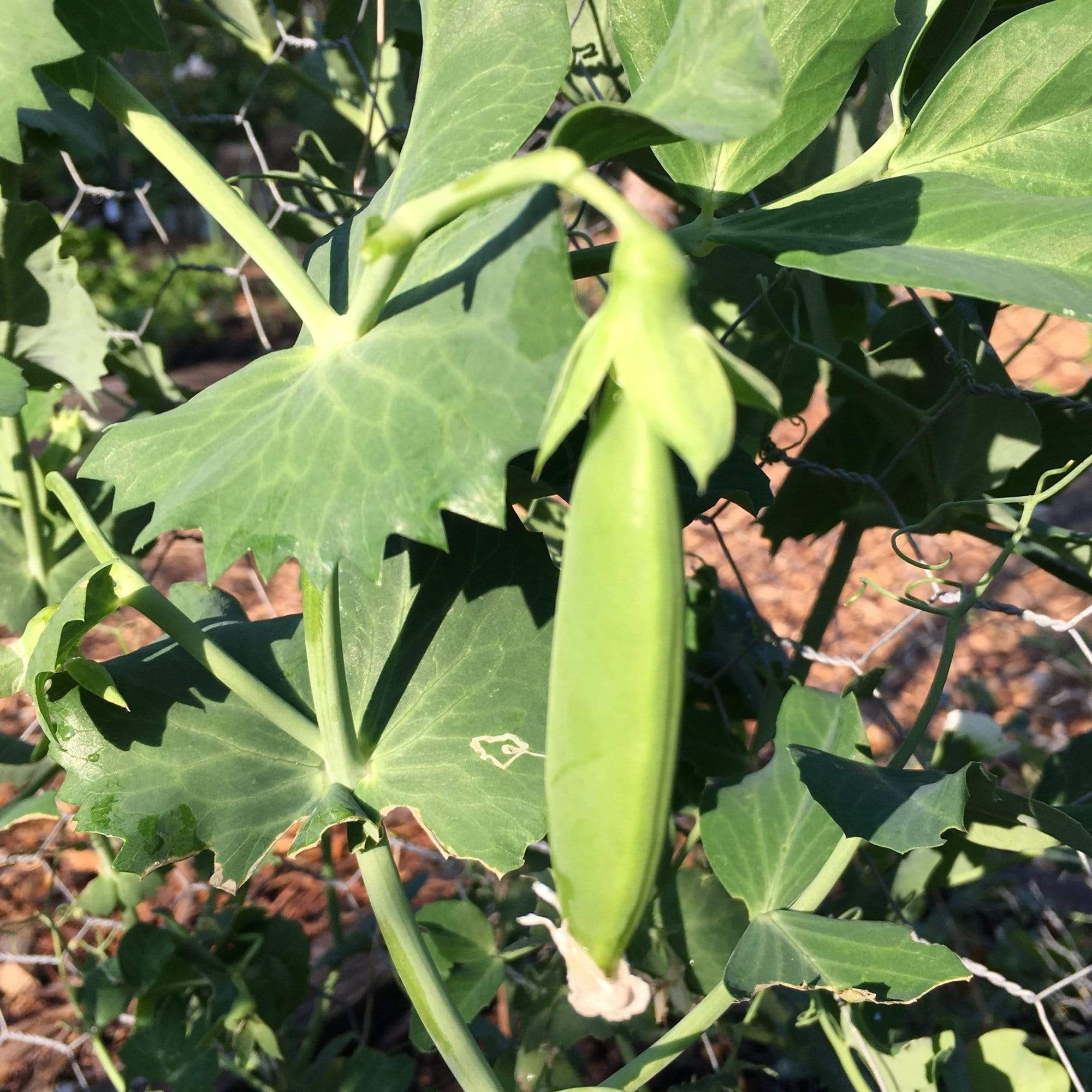 10 Organic Sugar Snap Pea Plants Vegetables