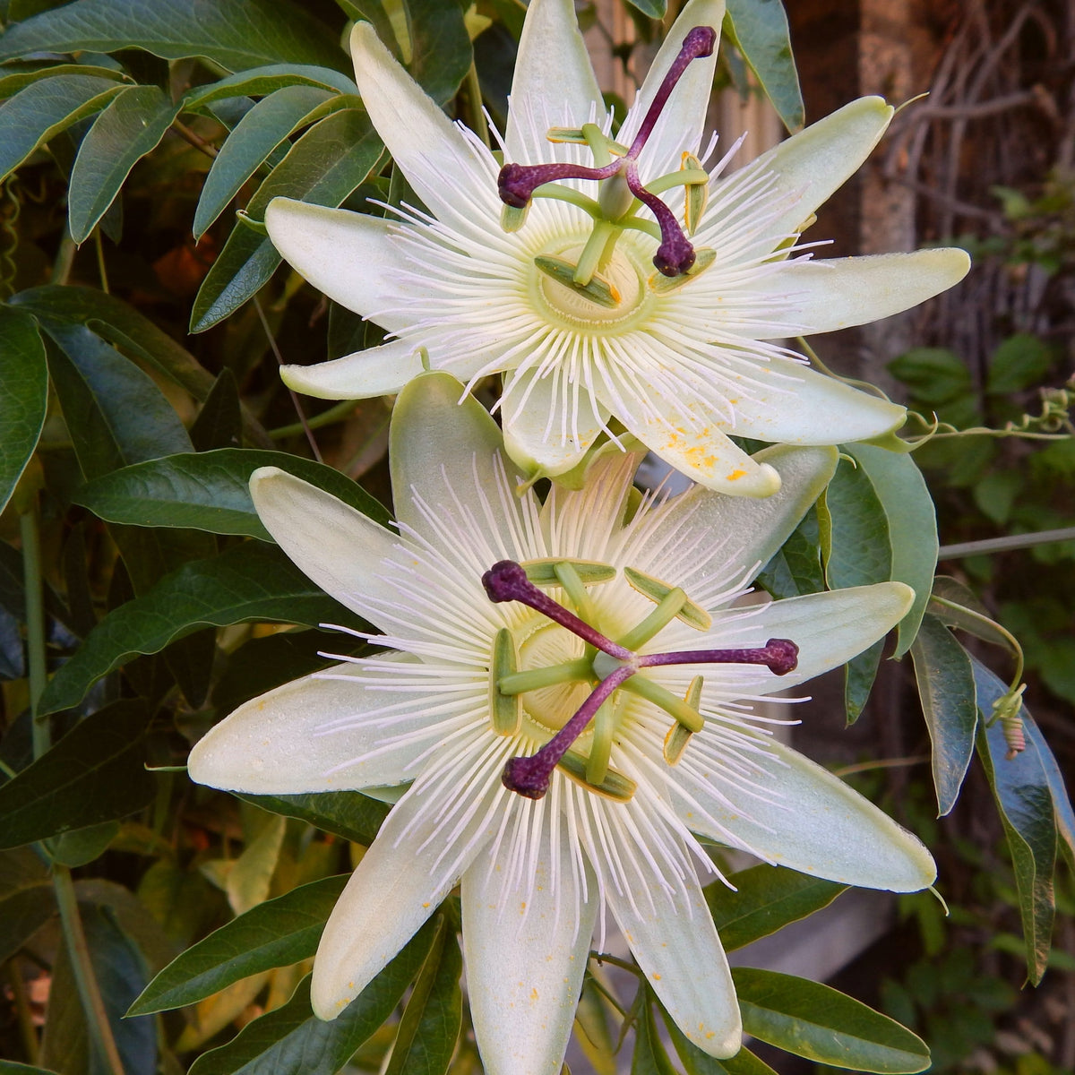 White Passion Flower Passiflora Snow Queen Roots Plants 