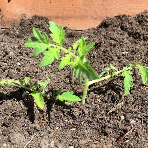 5 Organic 'Tiny Tim' Tomato Plants Vegetables