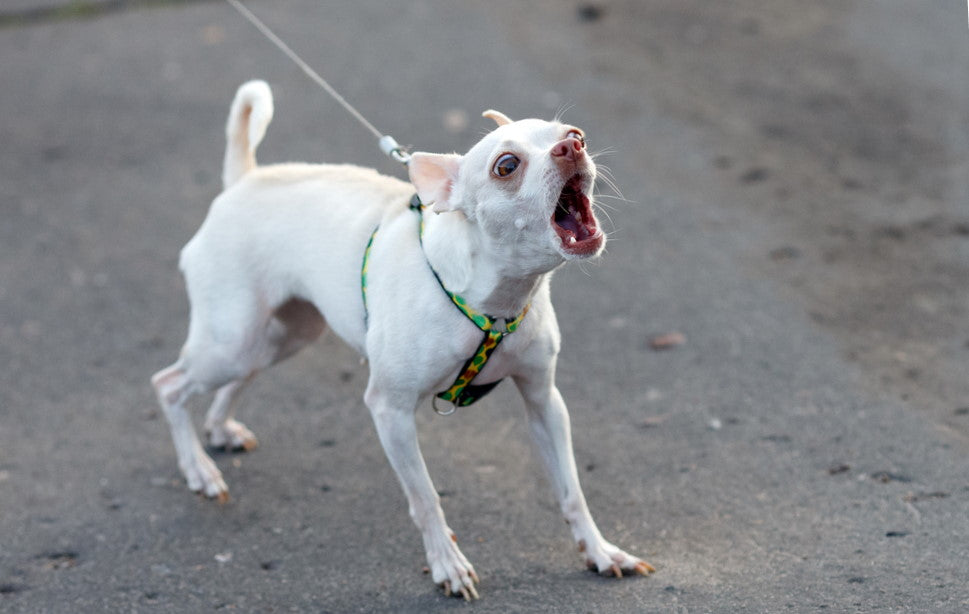 why do dogs always bark at the mailman