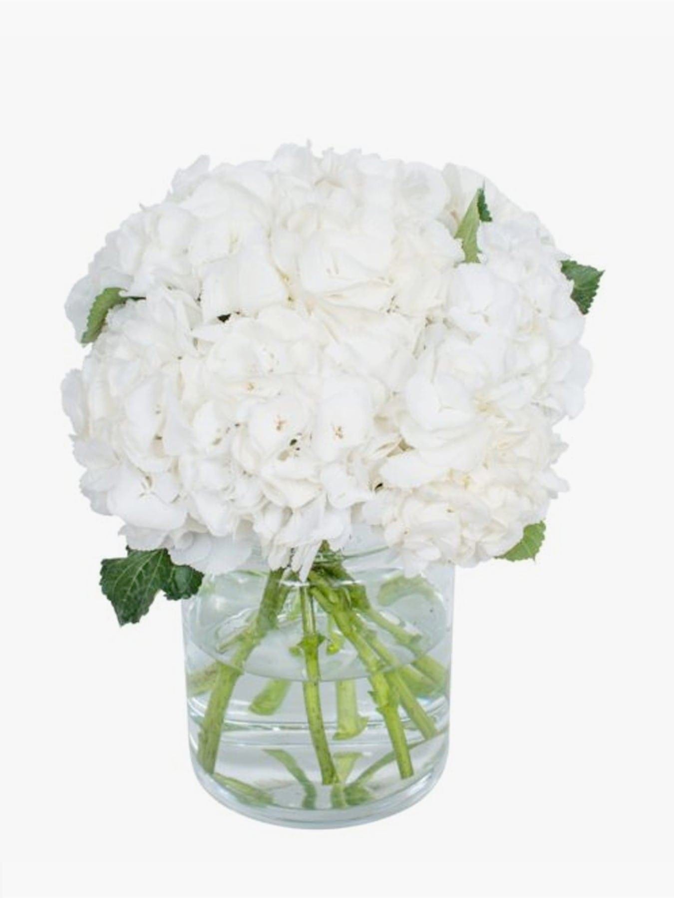 White Hydrangea Cut Flowers From £50 — Born To Bloom With Lansdowne Florist