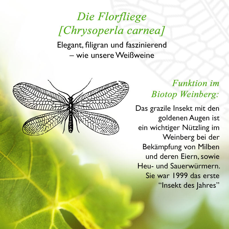 2020er Weißburgunder feinherb Qualitätswein