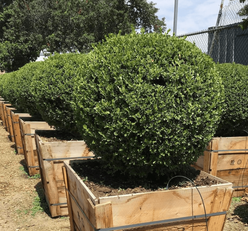 recorder opwinding mentaal Globe Japanese Boxwood (Buxus japonica 'Green Beauty') – Pulled Home