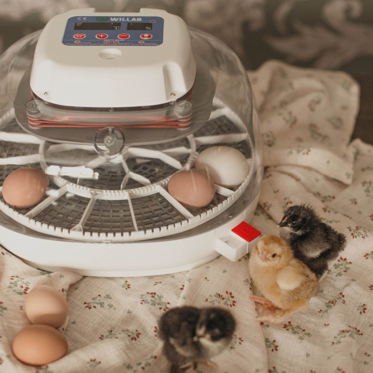 Køb Rugemaskine med æggelyser fuld automatisk rugemaskine æg –