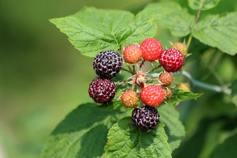 black raspberry bush