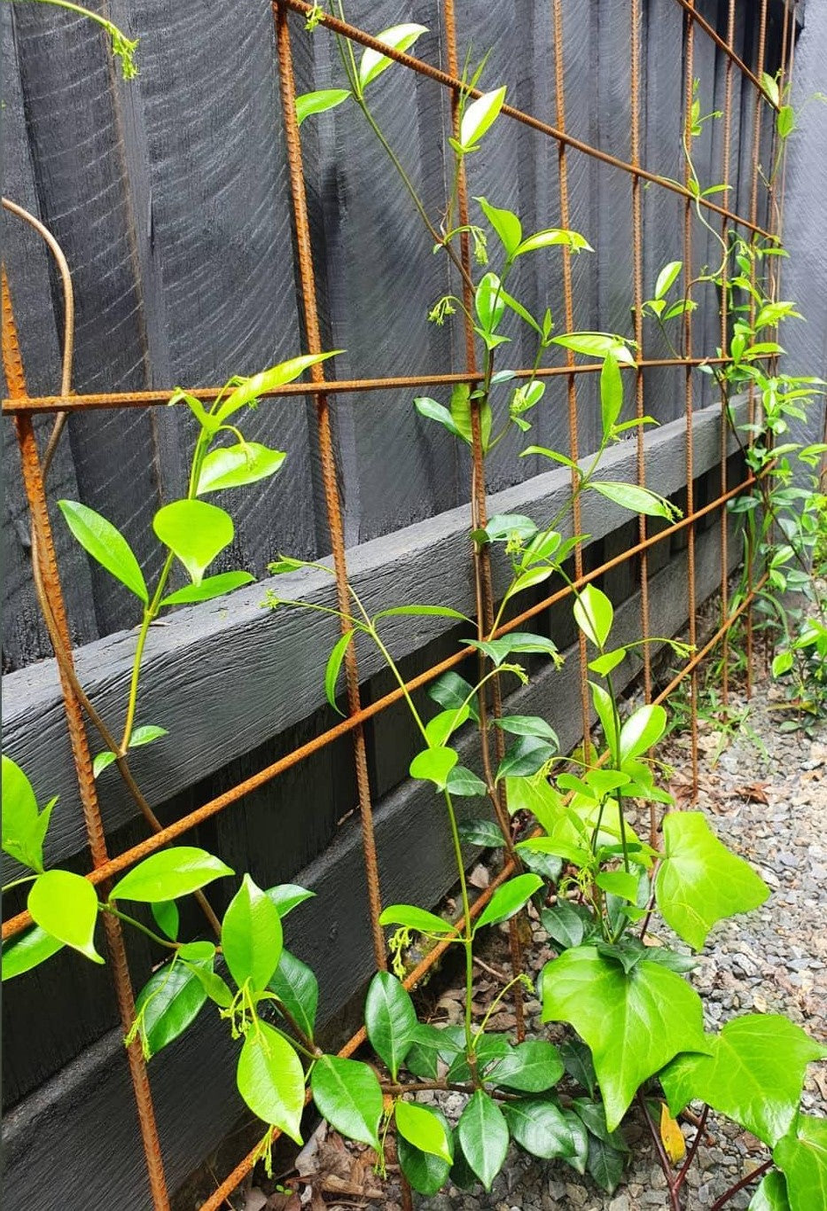 star jasmine fence