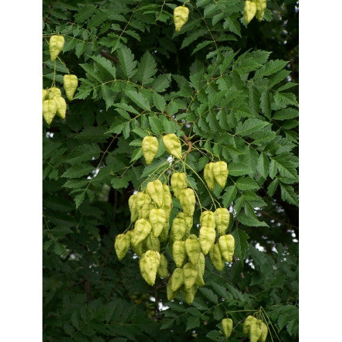 koelreuteria paniculata fruit