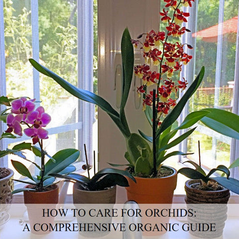 How to Care for Orchids: A Comprehensive Organic Guide