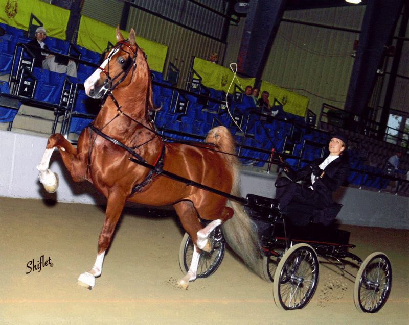 Gothic Revival, one of Melissa Moor'e top saddlebred prospects