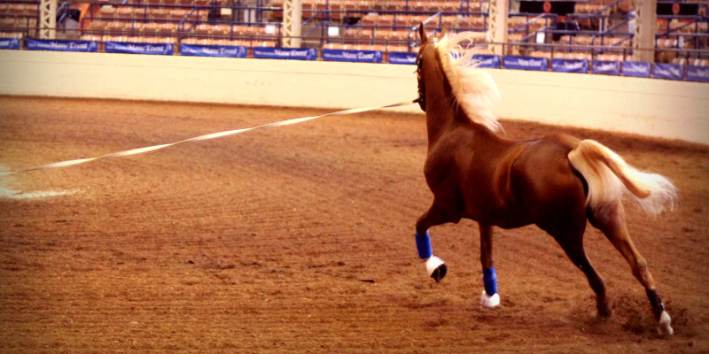 Lunging is an easy way for a horse to get an easy workout