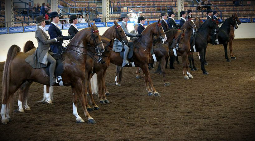 A lineup of equitation riders
