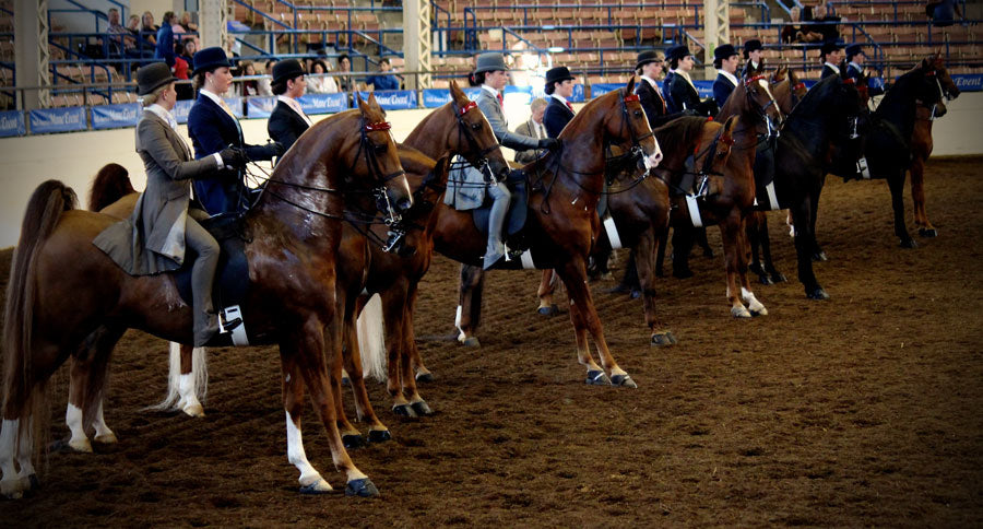 How should you judge the riding in a saddle seat horse show?
