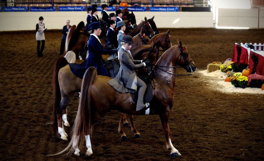 How to line up for a horse show