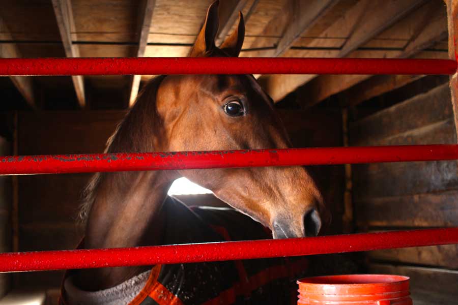 Horse care tips to get your equestrian friend ready for show season