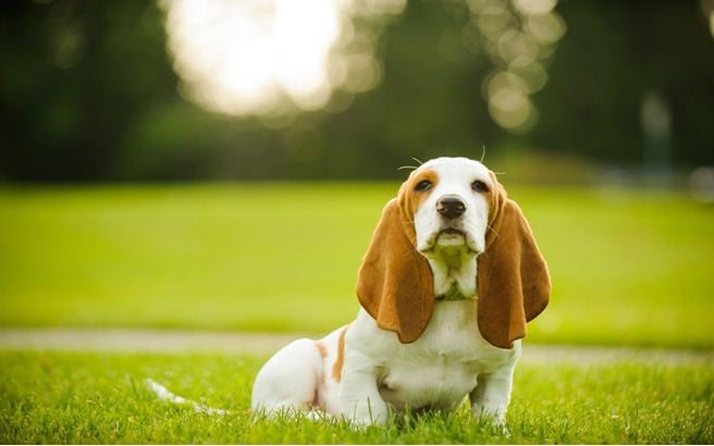 basset hounds for rabbits