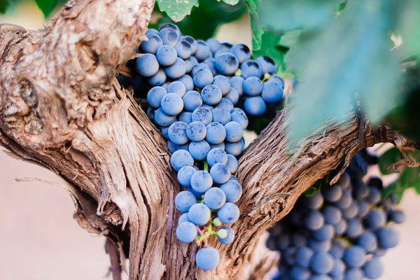 The Festival of Veraison