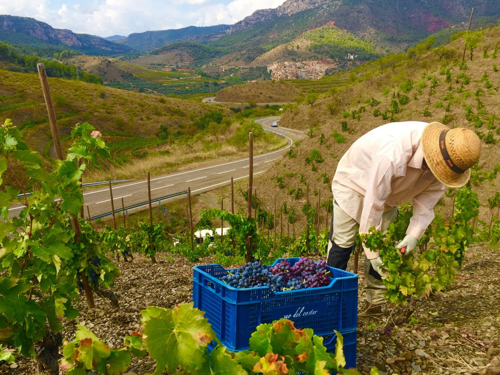 Harvest in Priorat vineyards, Catalonia, Spain