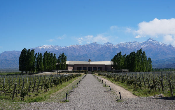 Visit Wineries in Mendoza