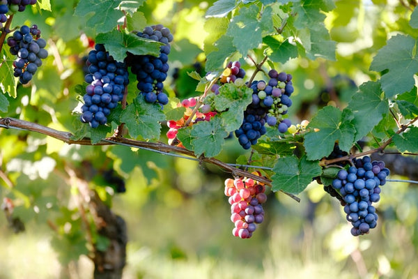 Red Grapes