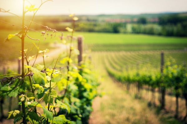 A Vineyard in Spring