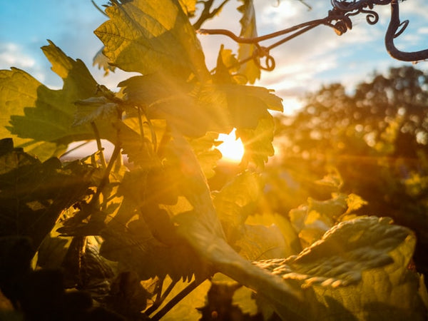 A Vineyard in Summer