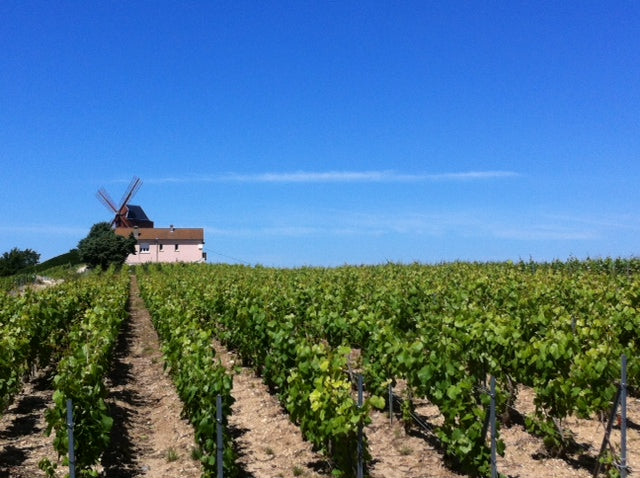 Champagne vineyards, what to see, Lazenne