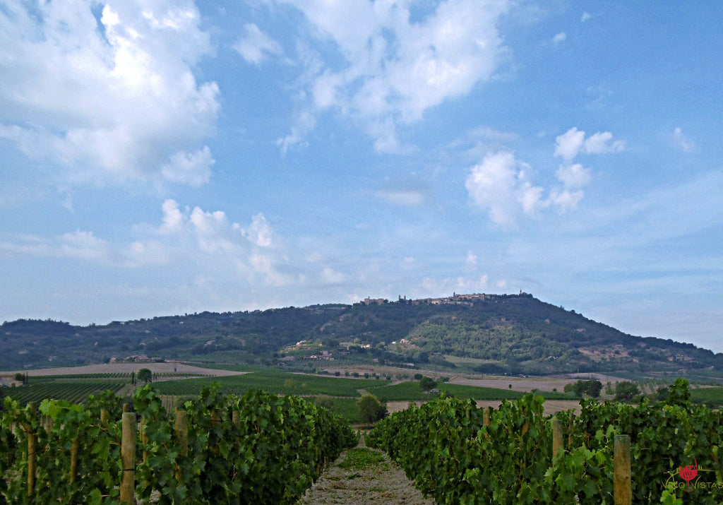View from Siro Pacenti vineyard to Montalcino
