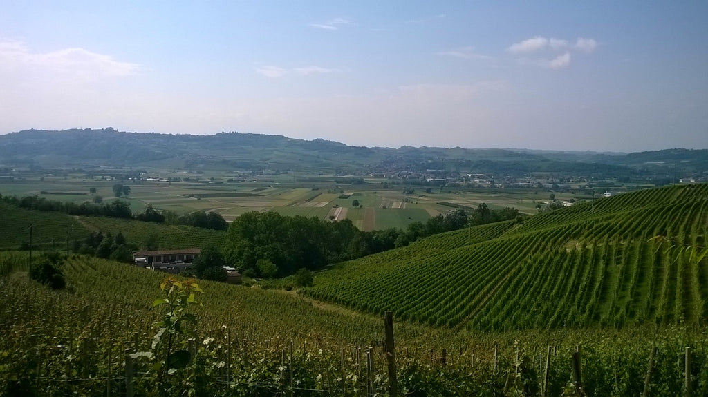 Vineyards of Piedmont, Italy 
