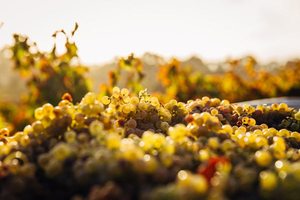 Indigenous Hungarian Grapes