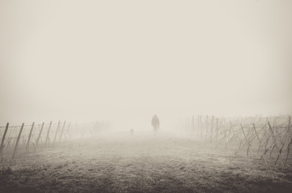 Vineyard in Winter