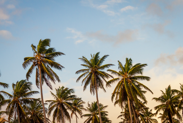 coconut oil palm trees