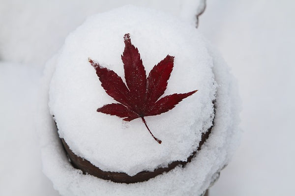 Red leaf in snow