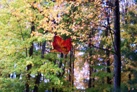 falling autumn leaf