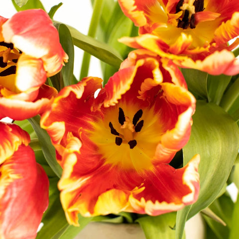 Deep Orange And Yellow Parrot Tulip Close Up - Image