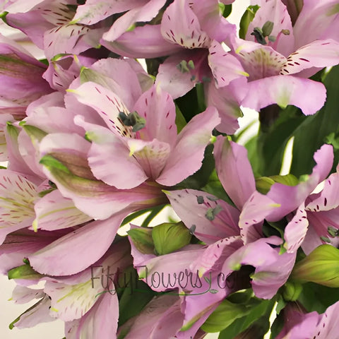 Lavender Peruvian Lilies Close Up - Image