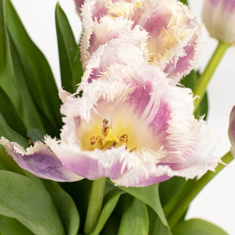 Pink Bell Fringed Tulips Close Up - Image