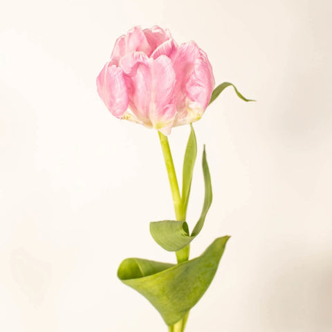 Preppy Pink Parrot Tulip Flower Vase - Image