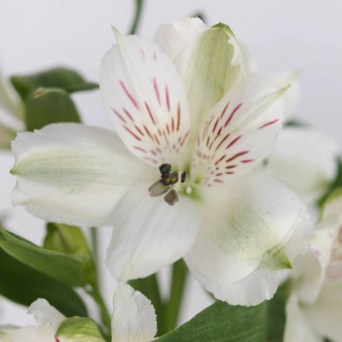 White Alstroemeria Fresh Flower Close Up - Image