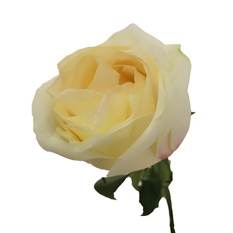White Chocolate Rose Stem - Image