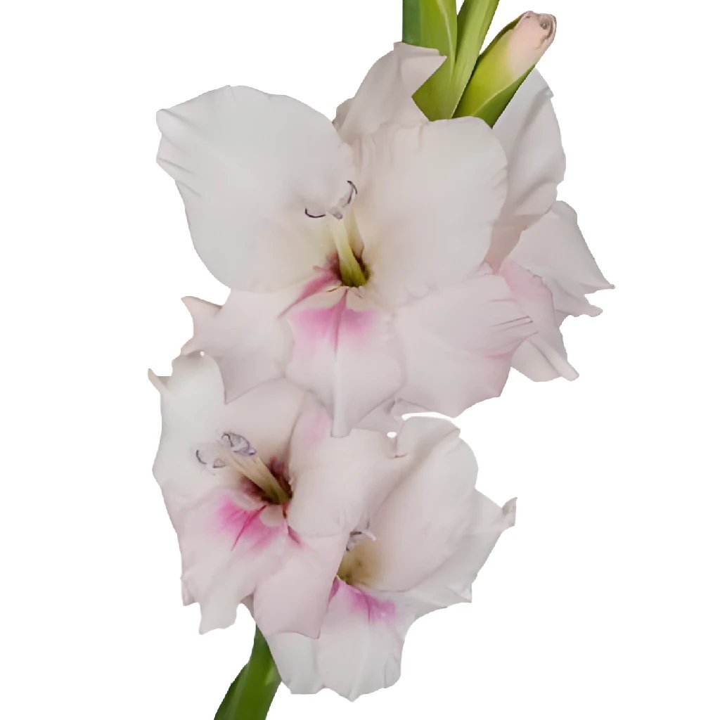 Gladiolus Light Pink Flower