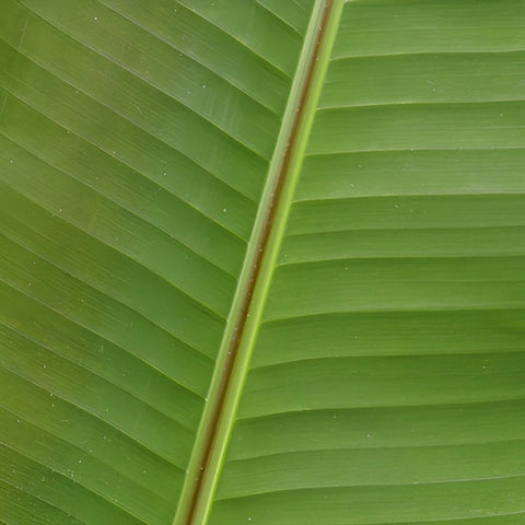 Banana Leaves Tropical Greenery