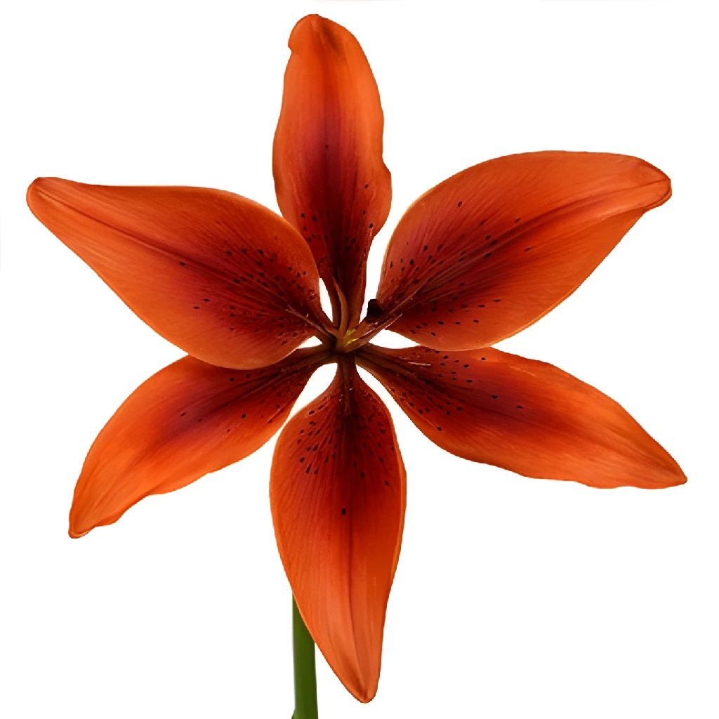 Tabasco Red Asiatic Lily