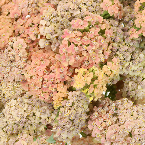 Peachy Pink Cottage Yarrow Flowers