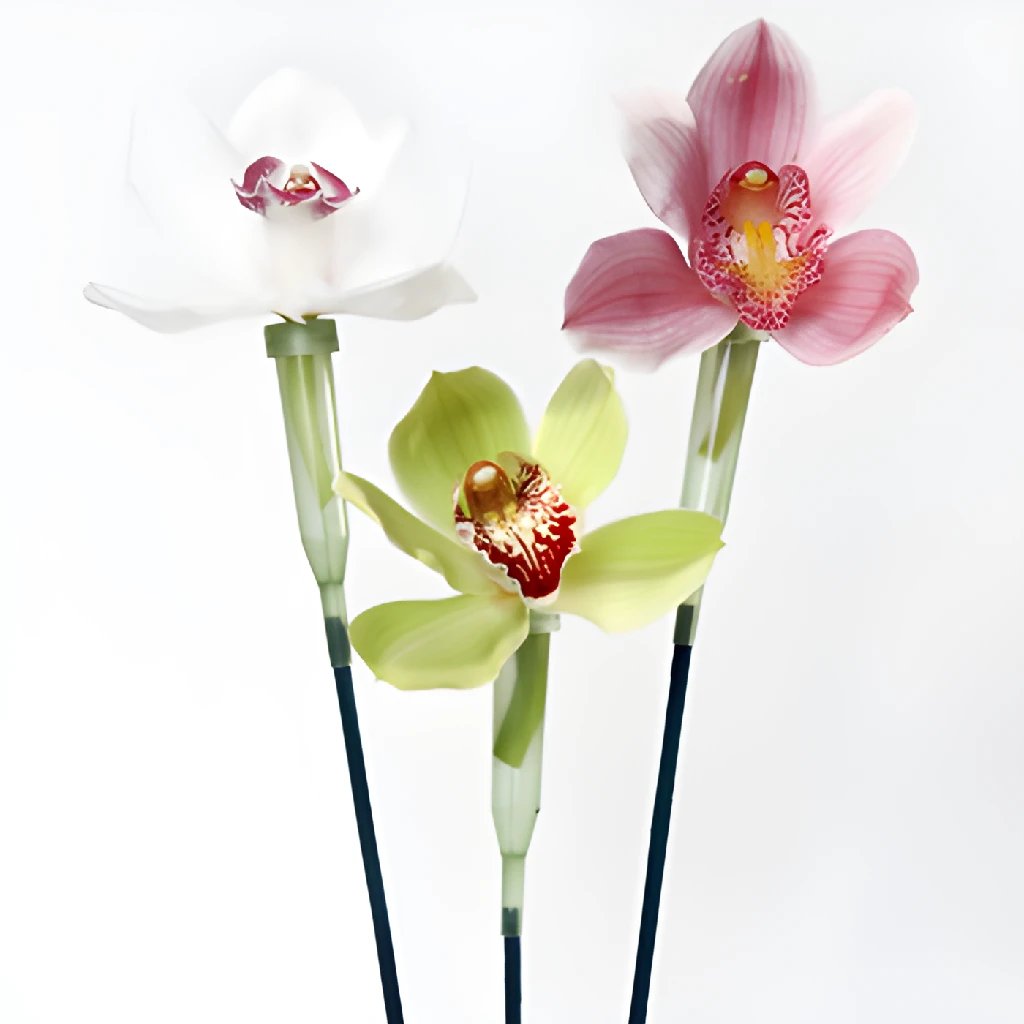 Cymbidium Orchid Blooms on a Stick