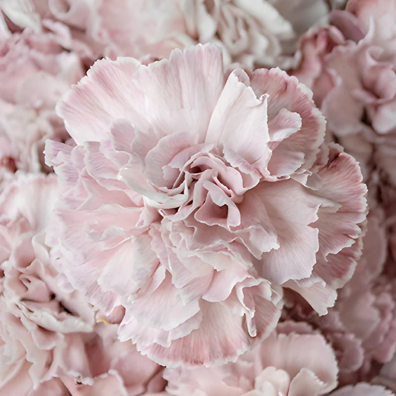 Dusty Pink Carnations close up