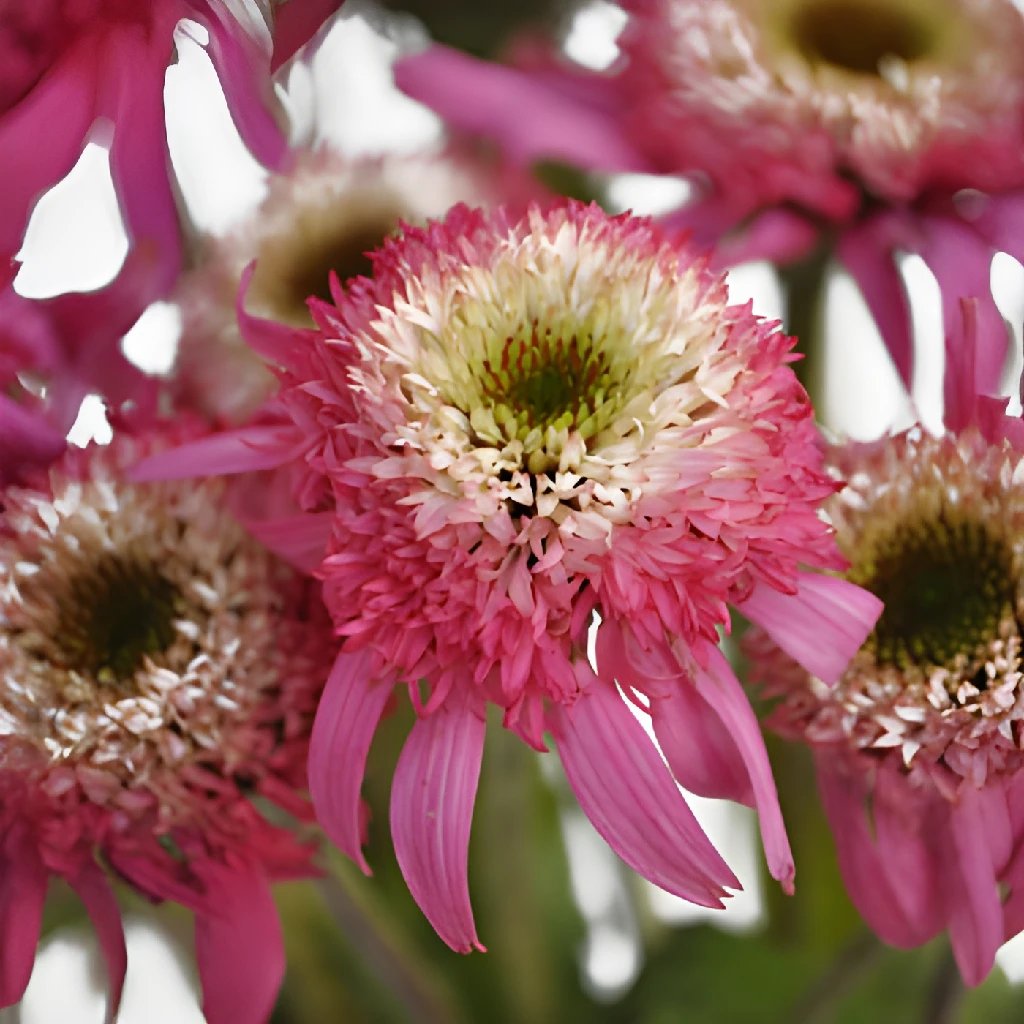 Flowering Echinacea Pink Flower Pod
