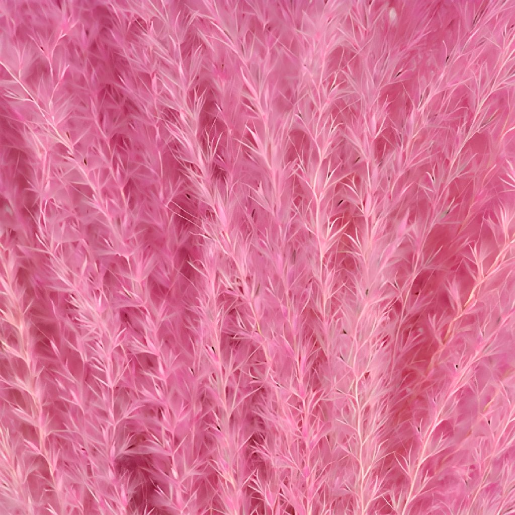 Pink Dried Maiden Grass l FiftyFlowers.com