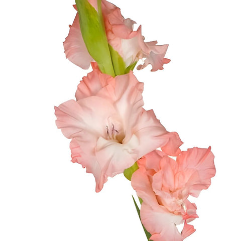 Gladiolus Salmon Pink Flower
